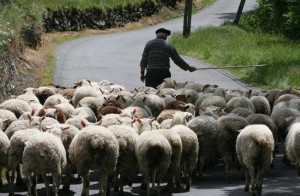 Transhumance